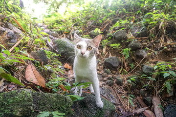Naklejka na ściany i meble Cat pose portrait in forrest wild jungle
