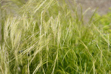 Pony tails grass