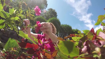 Woman dead heading rose bushes - Powered by Adobe