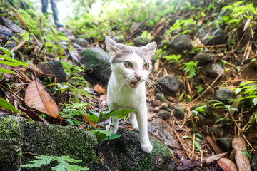 Cat pose portrait in forrest wild jungle