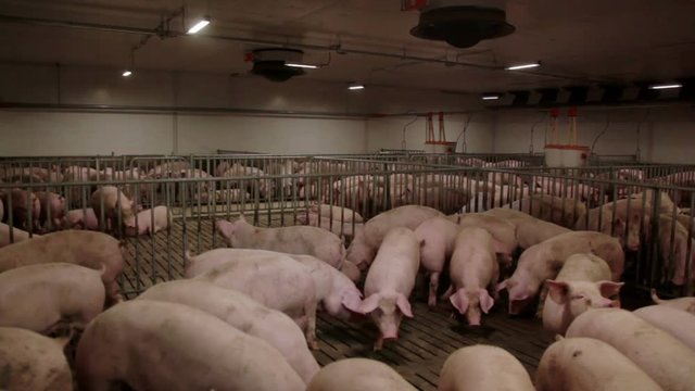 Pigs on an modern industrial pig farm
