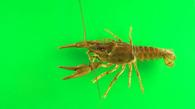 River cancer moves the claws green screen