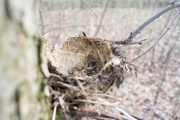 An empty nest of a forest bird without eggs