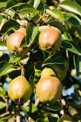 reife Birnen an einem Birnbaum
