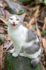 Cat pose portrait in forrest wild jungle