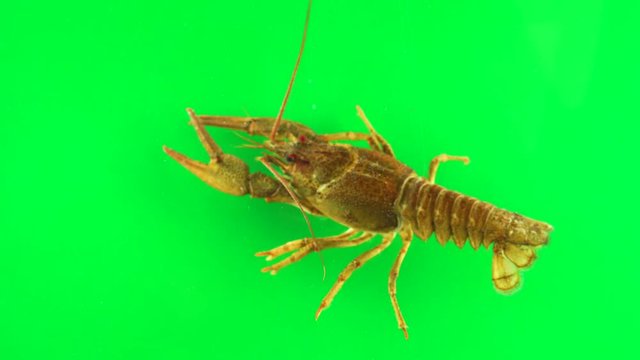 River cancer moves the claws green screen