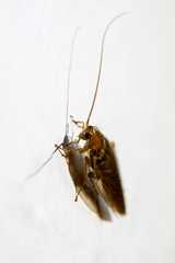 Closeup of the harmless Ectobius vittiventris cockroach and its shadow on white background