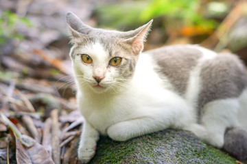 Cat pose portrait in forrest wild jungle