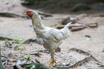 Brood of chicken find food
