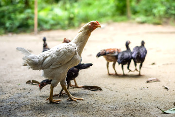Brood of chicken find food