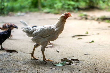 Brood of chicken find food
