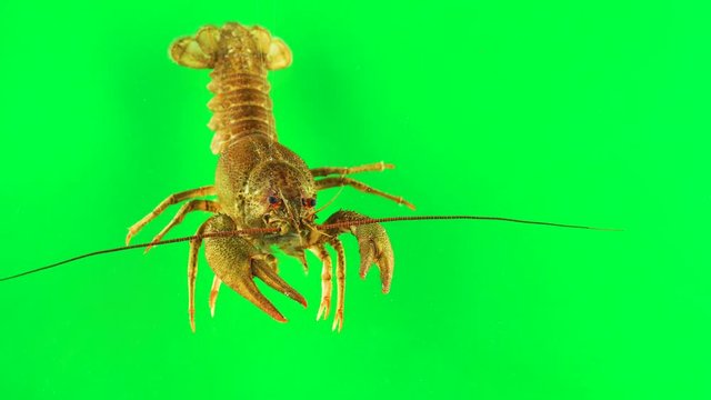 River cancer moves the claws green screen
