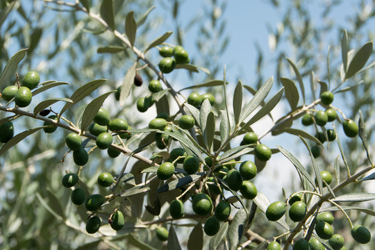Zweig eines Olivenbaumes mit Früchten