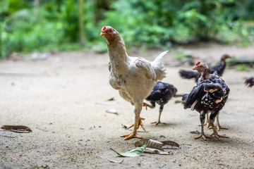 Brood of chicken find food