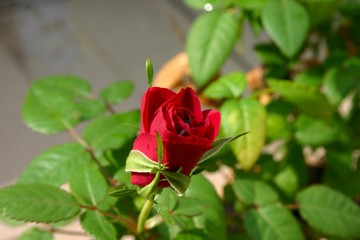 Czerwona róża z kropelkami wody.