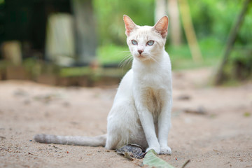 Cat pose portrait in forrest