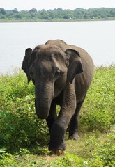 Obraz premium Sri Lankan Elephant