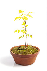 Young specimen of Koelreuteria paniculata bonsai