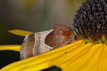 Arcigera Flower Moth resting on a Black-eyed Susan