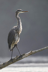 Juvenile Great Blue Heron perched on a dead branch overhanging a river
