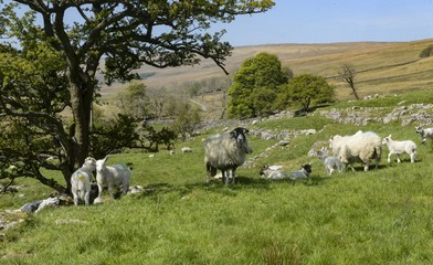 Fototapeta na wymiar Deepdale Sheep.