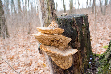 Mushroom parasite on the tree