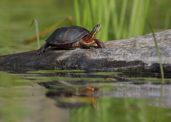 Midland Painted Turtle basking on a log