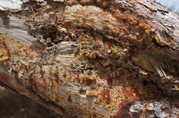 tree sap