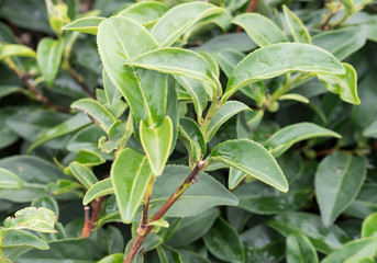 Selective focus of the young green tea leaves.
