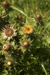 Background with wildflower - gold distel, Carlina vulgaris

