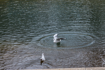 Seagull in water