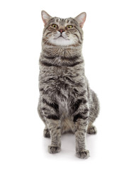 Cute cat on white background. Lovely pet