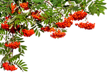 Hanging twigs of rowan with red fruits on a white background. Summer. Autumn. Background.
 - obrazy, fototapety, plakaty