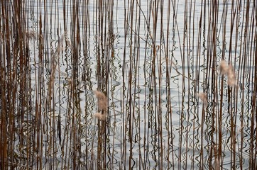 Reeds and reflections in the water of a lake