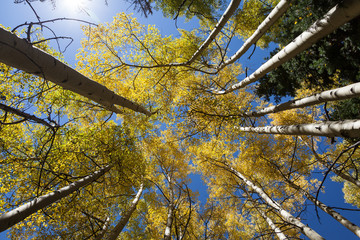 Fototapeta premium Aspen Trees with Golden Leaves Shot from Below, with Blue Sky Above and Sun Flare