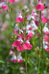 Sage Pink lips
