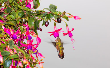 Rufous hummingbird " Selasphorus rufus " sips nectar from fuchsia flowers .