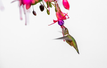 Rufous hummingbird " Selasphorus rufus " sips nectar from fuchsia flowers . © rhfletcher