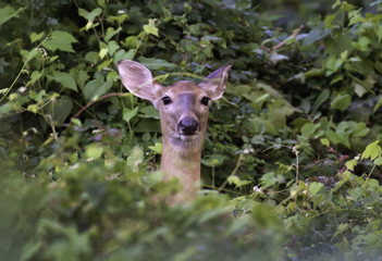 White-tailed deer in cover