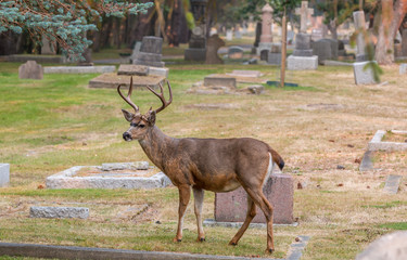 A buck makes its home in a city cemetery