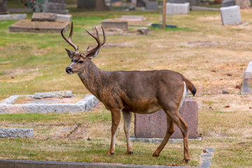 Naklejka na ściany i meble A buck makes its home in a city cemetery