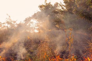 The beginning of a forest fire. The dry grass is burning.