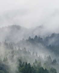 Foggy forest