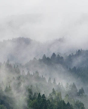 Fototapeta Foggy forest