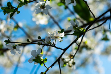 Primera flor blanca de ciruelo