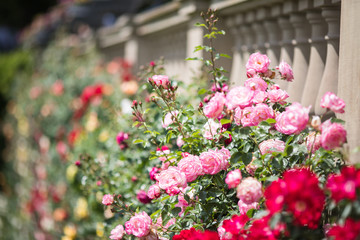 colourfull english rose garden