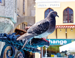 Pigeon in Square