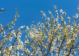 Flores blancas en primavera