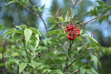 viburnum