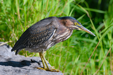 Green Heron Closeup Portrait